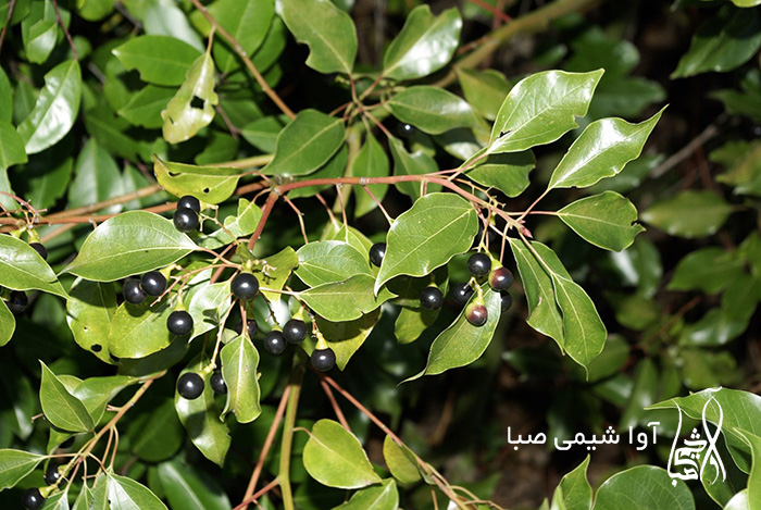 کامفور چیست